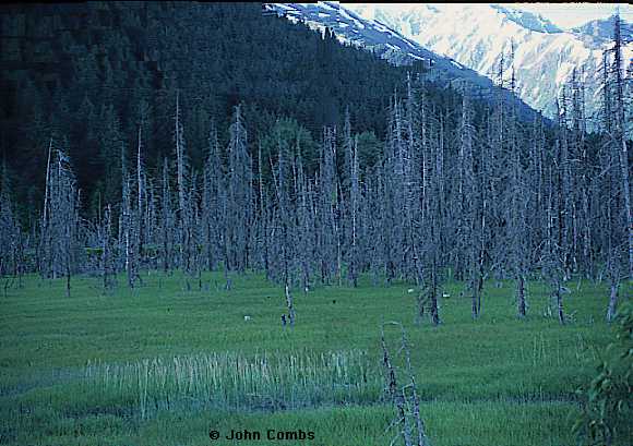 Ghost Forest