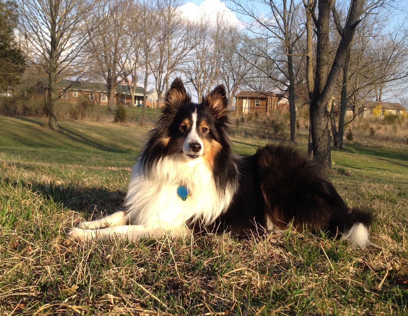 Max loves to sit in the sun