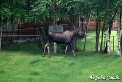 Mother moose