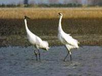 Whooping Crane