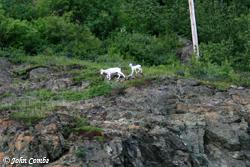 Dall sheep